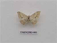 藏品(尺蛾93)的圖片